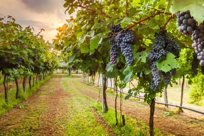 Vineyards of Kakheti