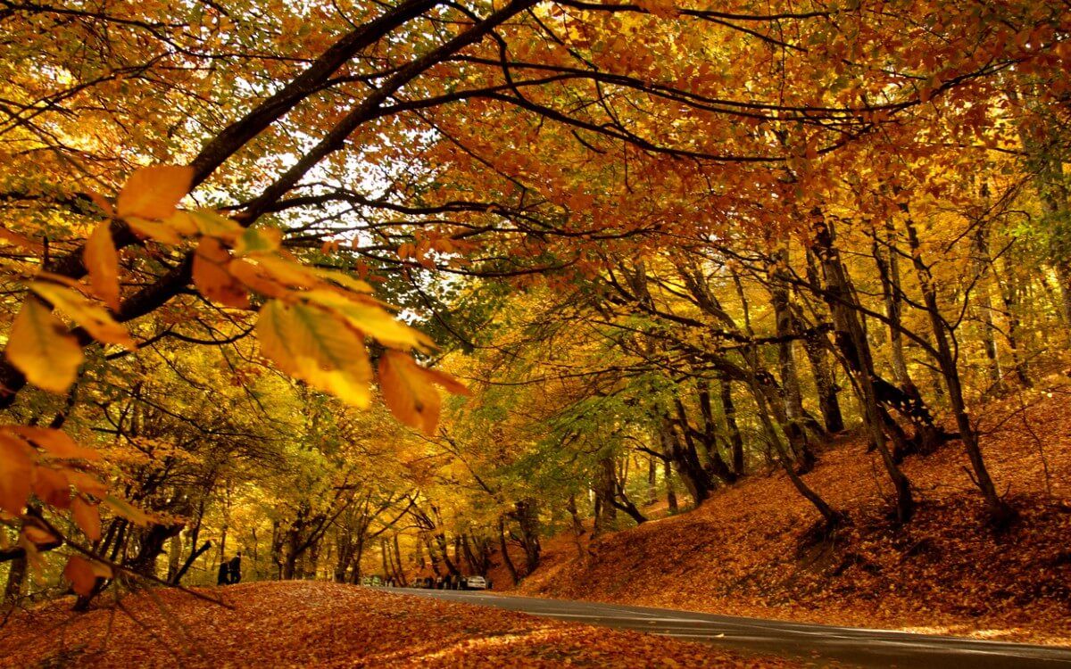 Autumn harvest in Kakheti vineyards