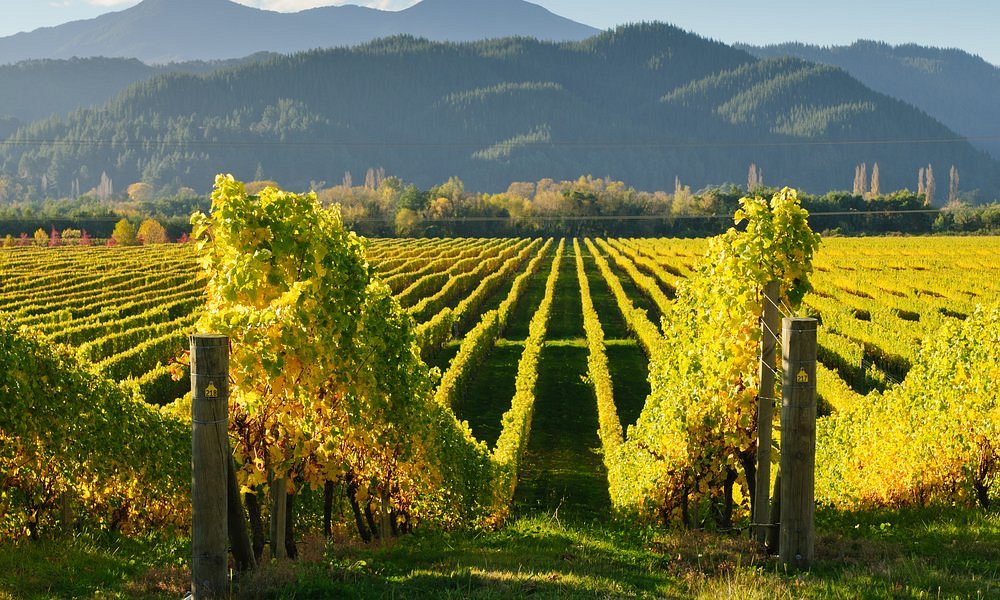 Kakheti landscape with vineyards