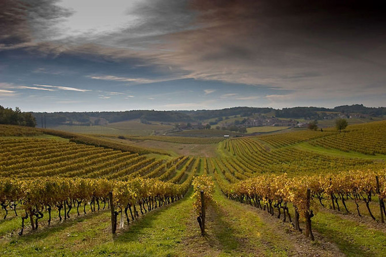 Kakheti vineyard landscape